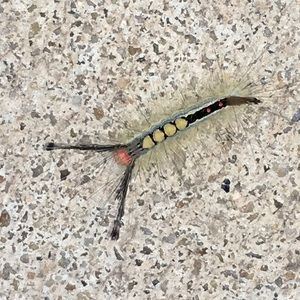 Meet your Posher, Alexa