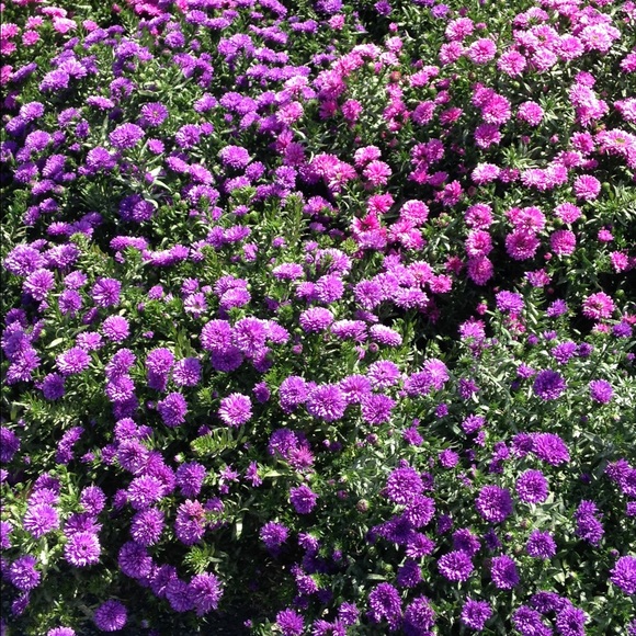 Meet your Posher, Meredith