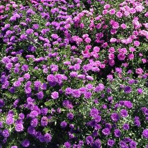 Meet your Posher, Meredith