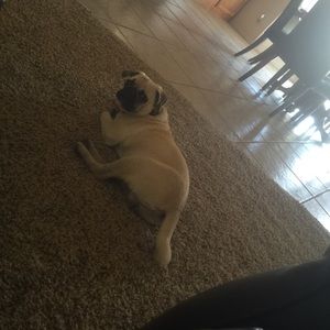 Meet your Posher, Tyler