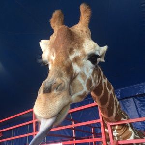 Meet your Posher, Claire