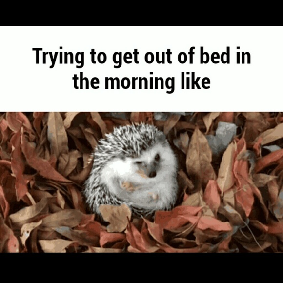 Meet your Posher, Annabell - Picture 1 of 1