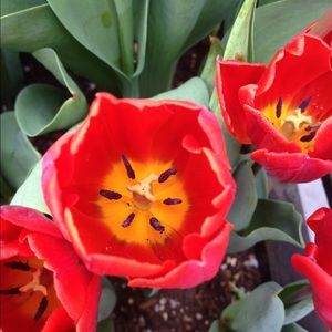 Meet your Posher, Lindsey