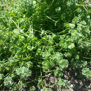 Meet your Posher, Kris