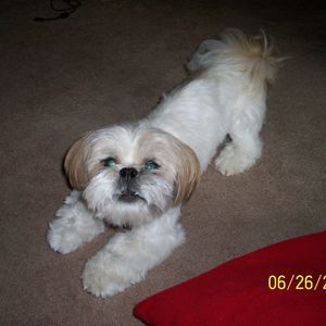 Meet your Posher, Joyce