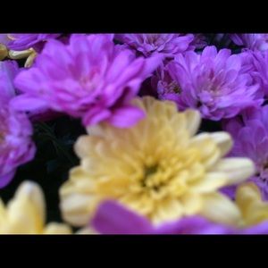 Meet your Posher, Alli