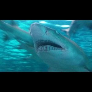 Meet your Posher, Jen