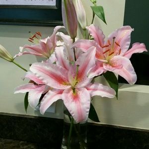 Meet your Posher, Marie