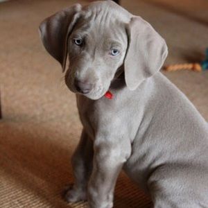 Meet your Posher, Meg