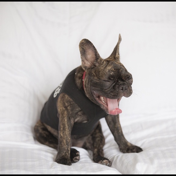 Meet your Posher, Brandy - Picture 1 of 1