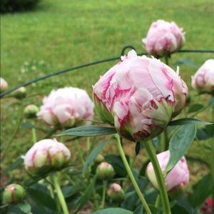 Meet your Posher, Nate