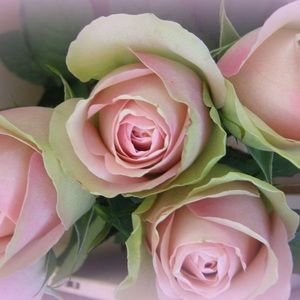 Meet your Posher, Beverly