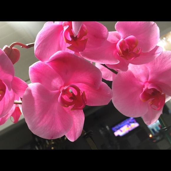 Meet your Posher, Monica