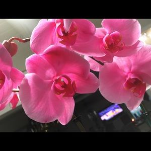 Meet your Posher, Monica