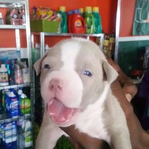 Meet your Posher, Tony