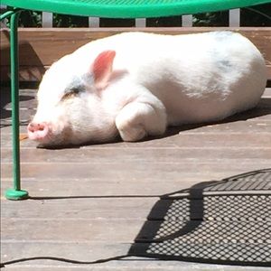 Meet your Posher, Lori