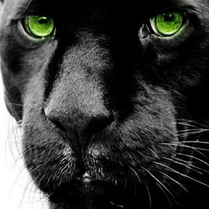 Meet your Posher, Jaron