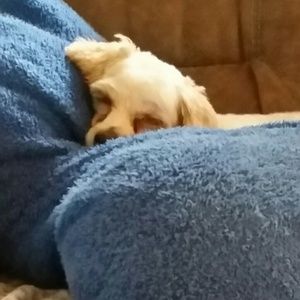 Meet your Posher, Stella