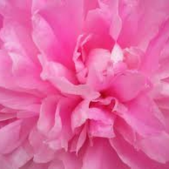 Meet your Posher, Shandre