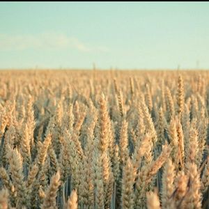 Meet your Posher, Daria