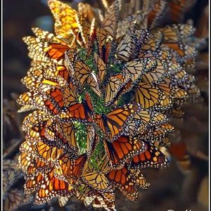 Meet your Posher, Leslie