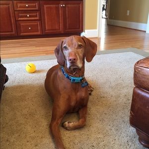 Meet your Posher, Pauline