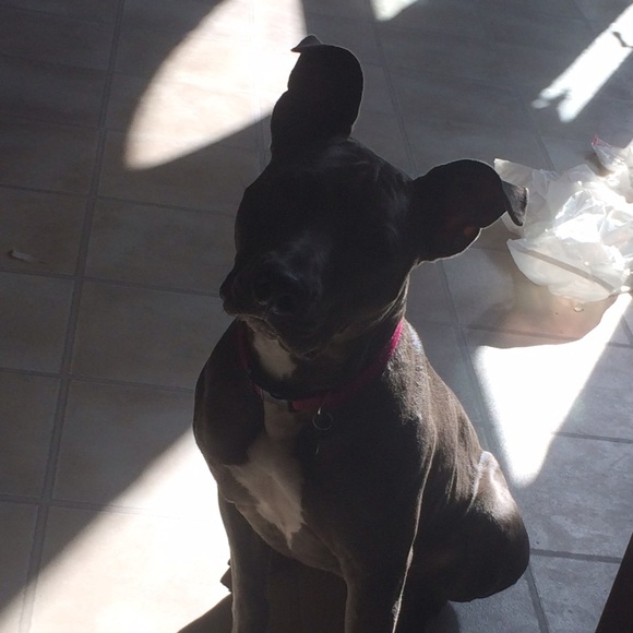 Meet your Posher, Alexis - Picture 1 of 1