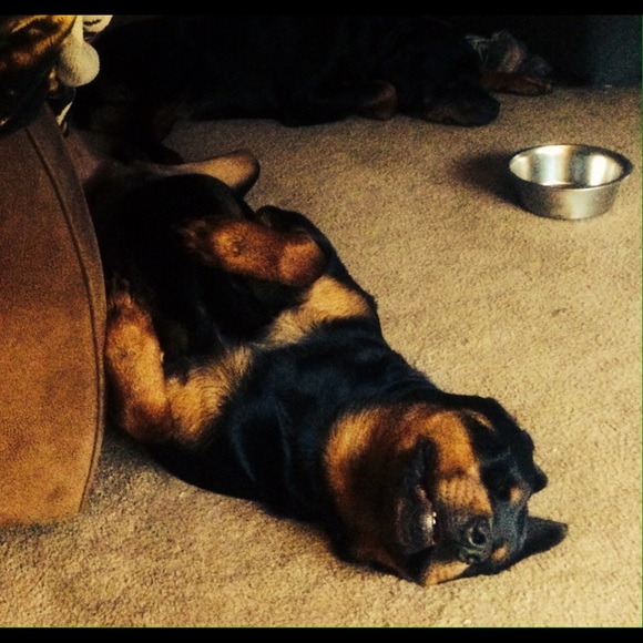 Meet your Posher, Martha - Picture 3 of 3