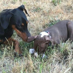 Meet your Posher, Riley