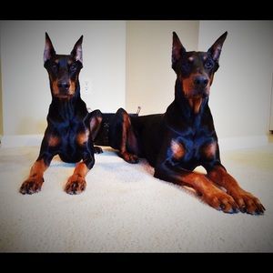 Meet your Posher, Ann