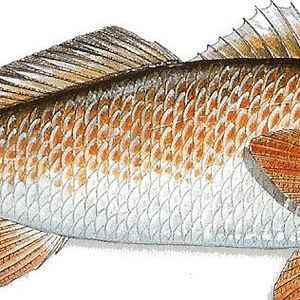 Meet your Posher, Joe polly