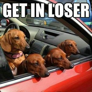 Meet your Posher, Brandy