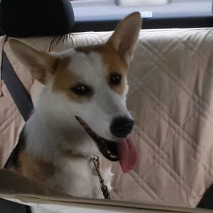 Meet your Posher, Liz