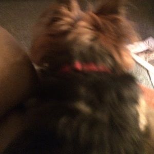 Meet your Posher, Barbara