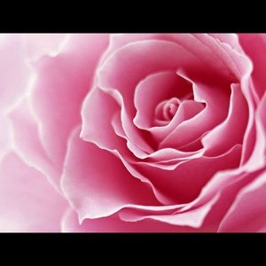 Meet your Posher, Shelby