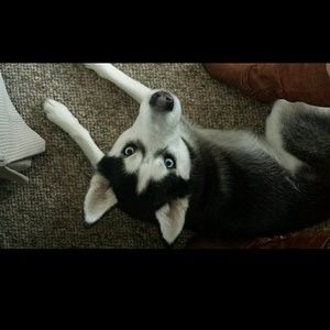 Meet your Posher, Brandy