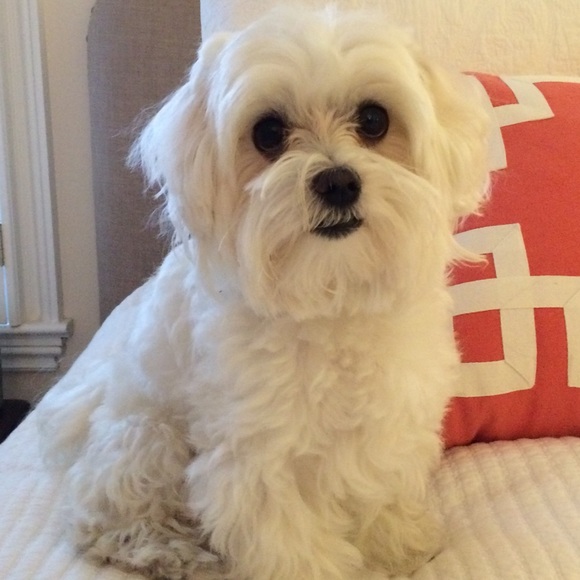 Meet your Posher, Caroline