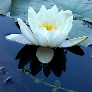 Meet your Posher, Chalisse