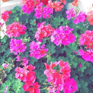 Meet your Posher, Meghan