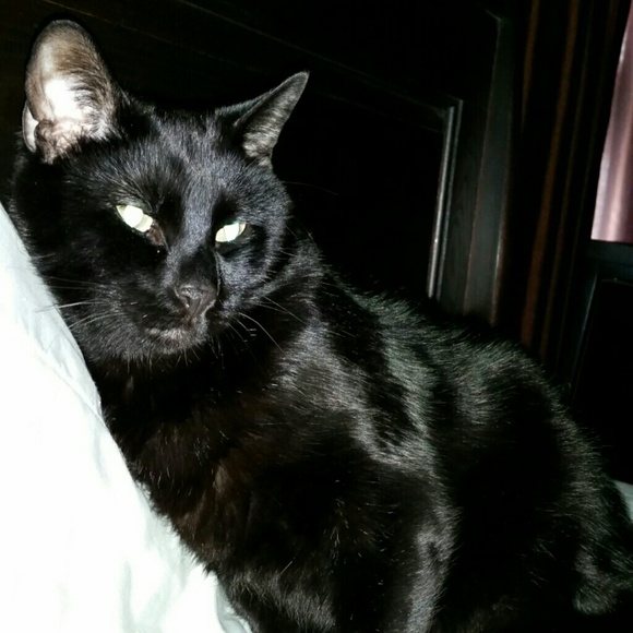 Meet your Posher, Cassie - Picture 1 of 1