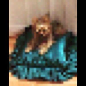 Meet your Posher, Bella