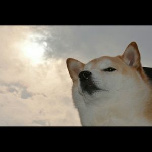 Meet your Posher, Leonardo