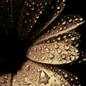 Meet your Posher, Bev