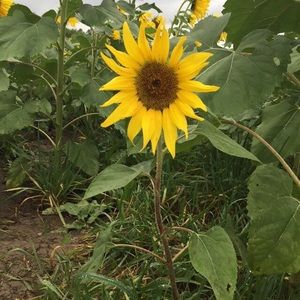 Meet your Posher, Nora