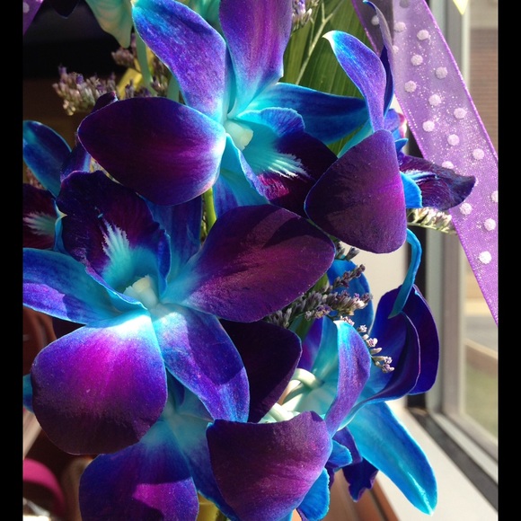 Meet your Posher, Sissa - Picture 1 of 1