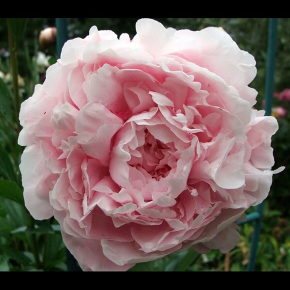 Meet your Posher, Shops A Latte 😊 - Picture 2 of 2