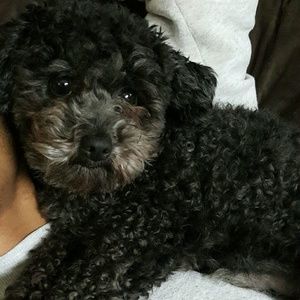 Meet your Posher, Brandy