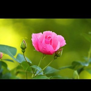 Meet your Posher, Josh