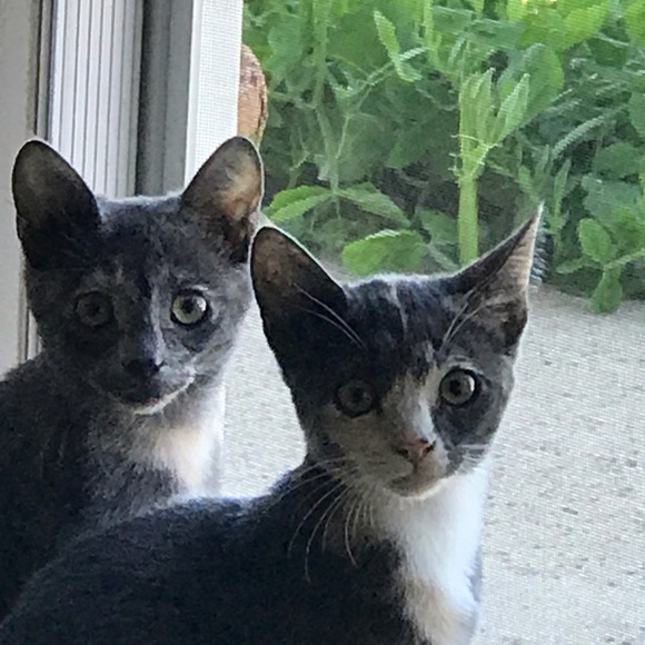 Meet your Posher, Kate - Picture 5 of 9