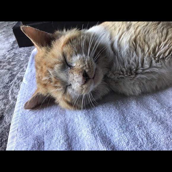 Meet your Posher, Kate - Picture 6 of 9